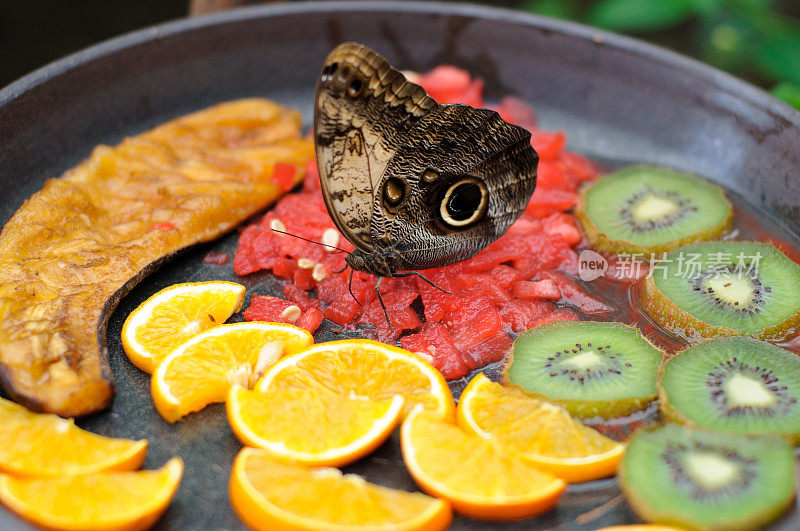 Caligo mennon和Fruit